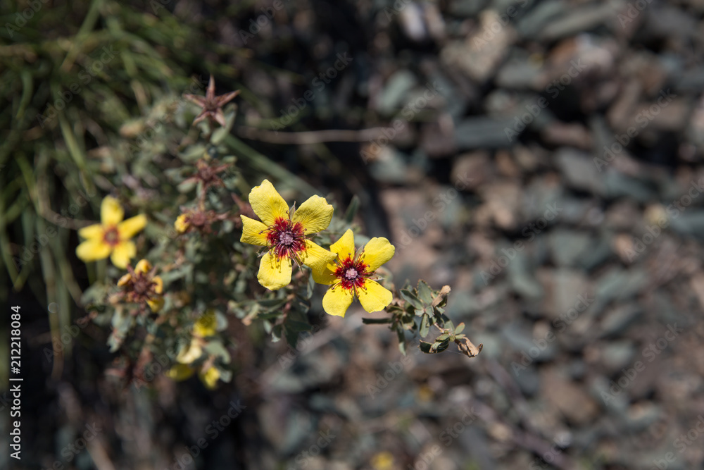 Fototapeta premium Rosa persica, Khorasan, Iran