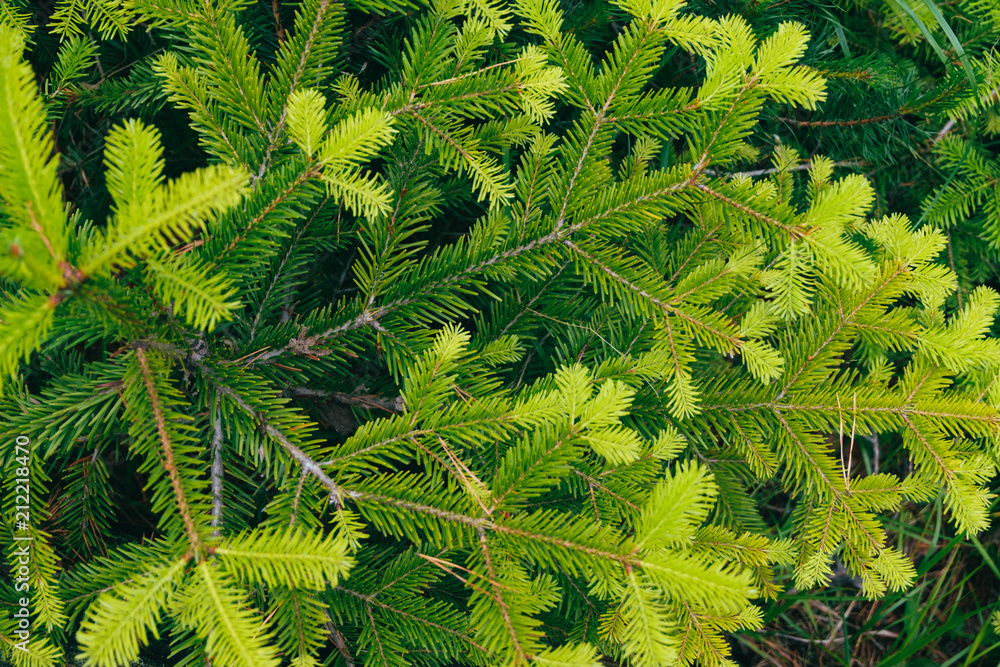 Fototapeta premium fir needles fresh sprouts branches pattern background