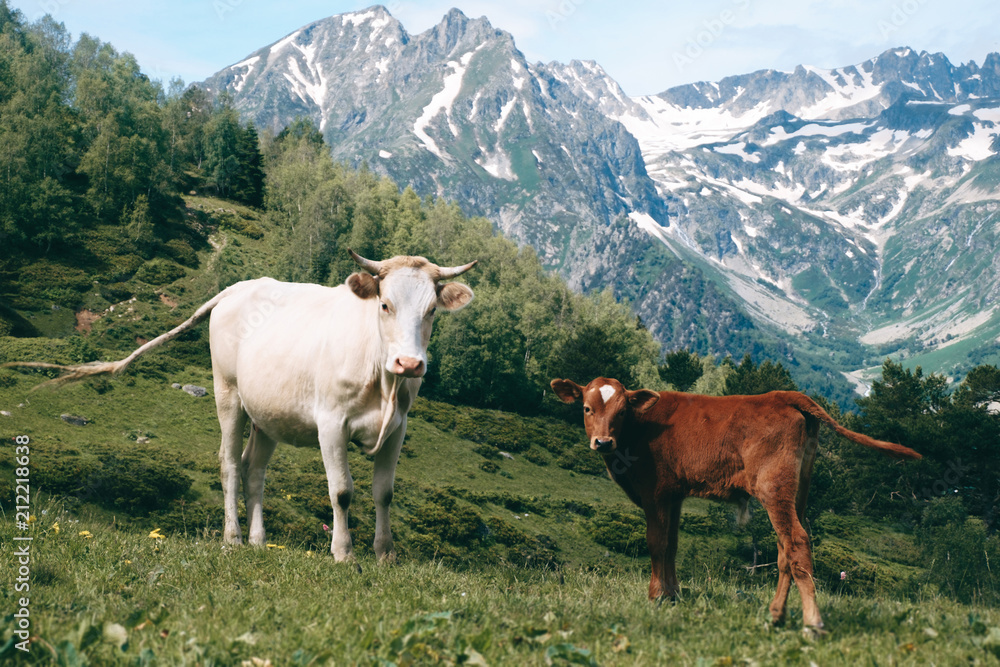 white cow stands in the mountain valley at snowy peaks background with little calf white cow stands in the mountain valley at snowy peaks background with little calf