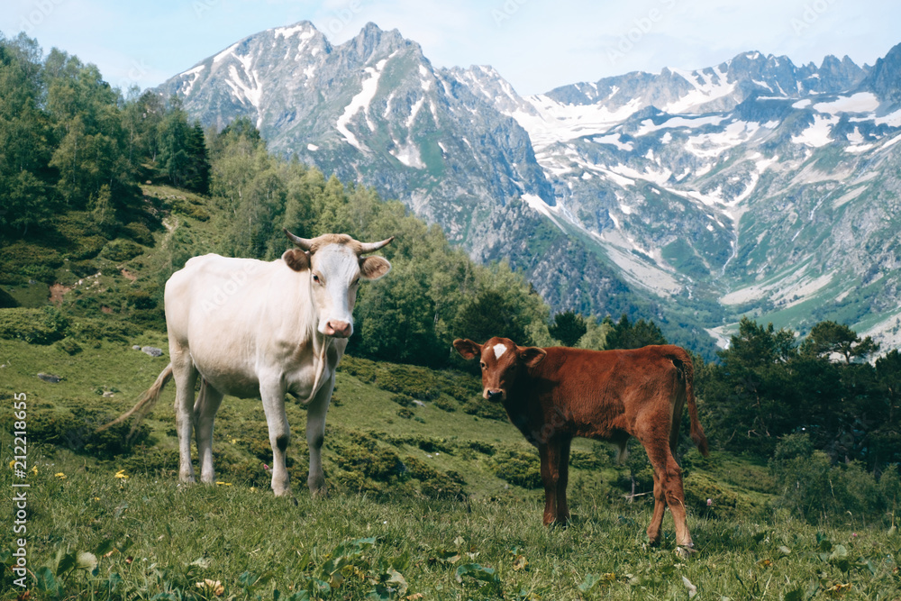white cow stands in the mountain valley at snowy peaks background with little calf