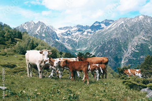 cows herd stands in the mountain valley at snowy peaks background © kravtzov