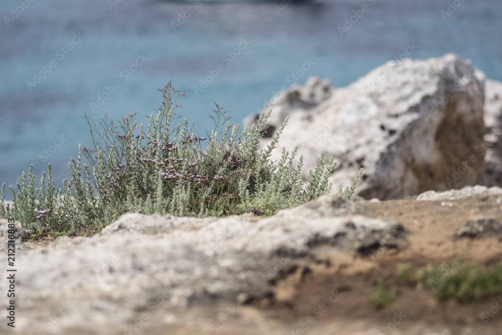turquoise water in Spanish Menorca like in Caribbean, clear and perfect for swimming and bathing, detail macro view with green flora turquoise water in Spanish Menorca like in Caribbean, clear and perfect for swimming and bathing, detail macro view with green flora