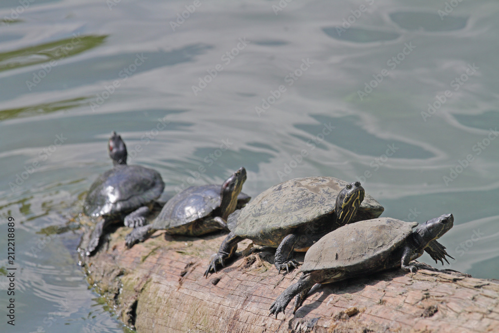Fototapeta premium Rotwangen-Schildkröten