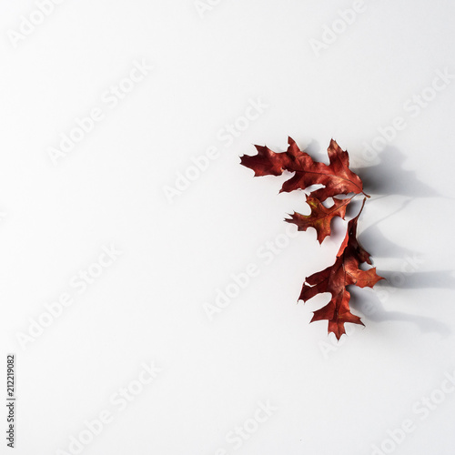 Feuilles d'autonme photo