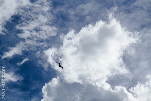 The bird is flying in the cloudy sky