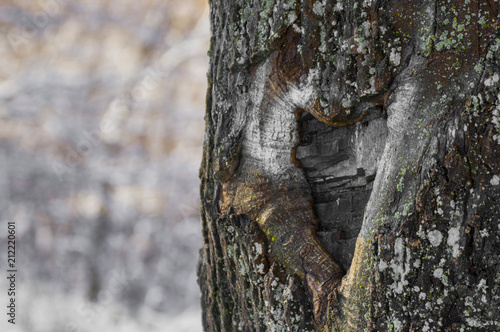 Fototapeta Naklejka Na Ścianę i Meble -  serce w drzewie