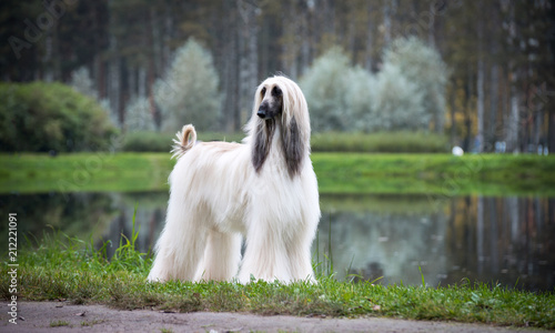 Fotografie, Tablou Autumn Afghan hound, lake mist, beautiful pedigree dog on the background of the