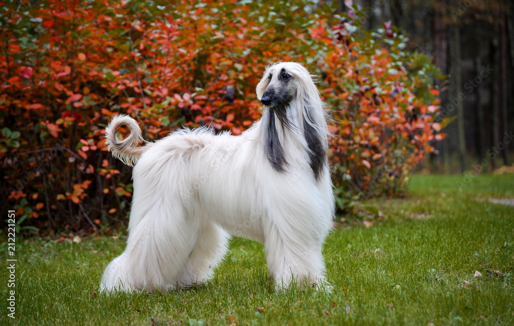 Autumn. Afghan hound slender and beautiful standing in the bushes, the wind blows on the wool Autumn. Afghan hound slender and beautiful standing in the bushes, the wind blows on the wool