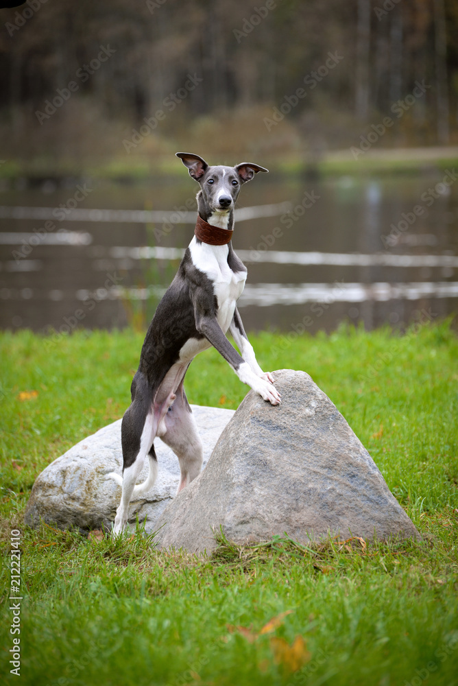 puppy Whippet stands with his paws on the stone, on the background of the lake, autumn