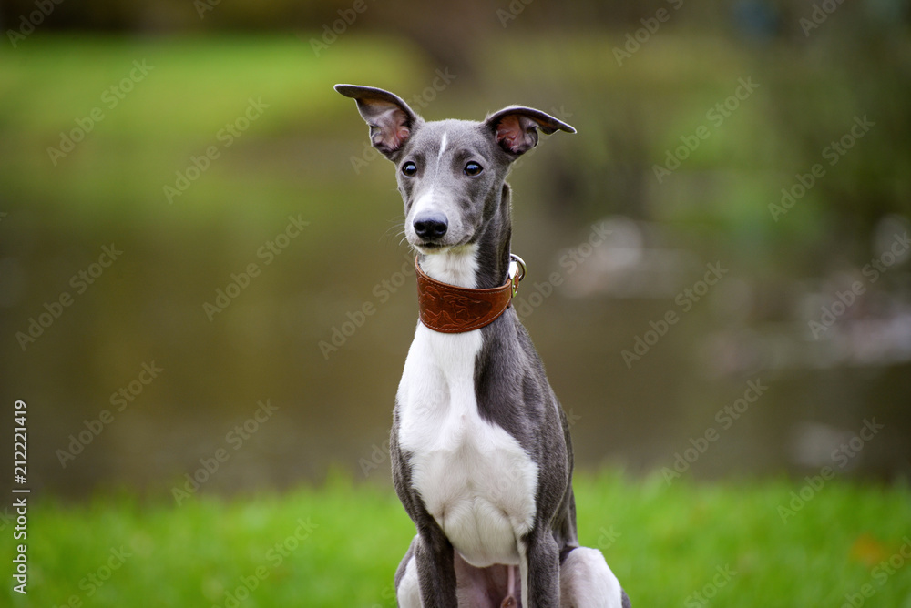 Portrait of a puppy Whippet in the background of the lake, autumn Portrait of a puppy Whippet in the background of the lake, autumn