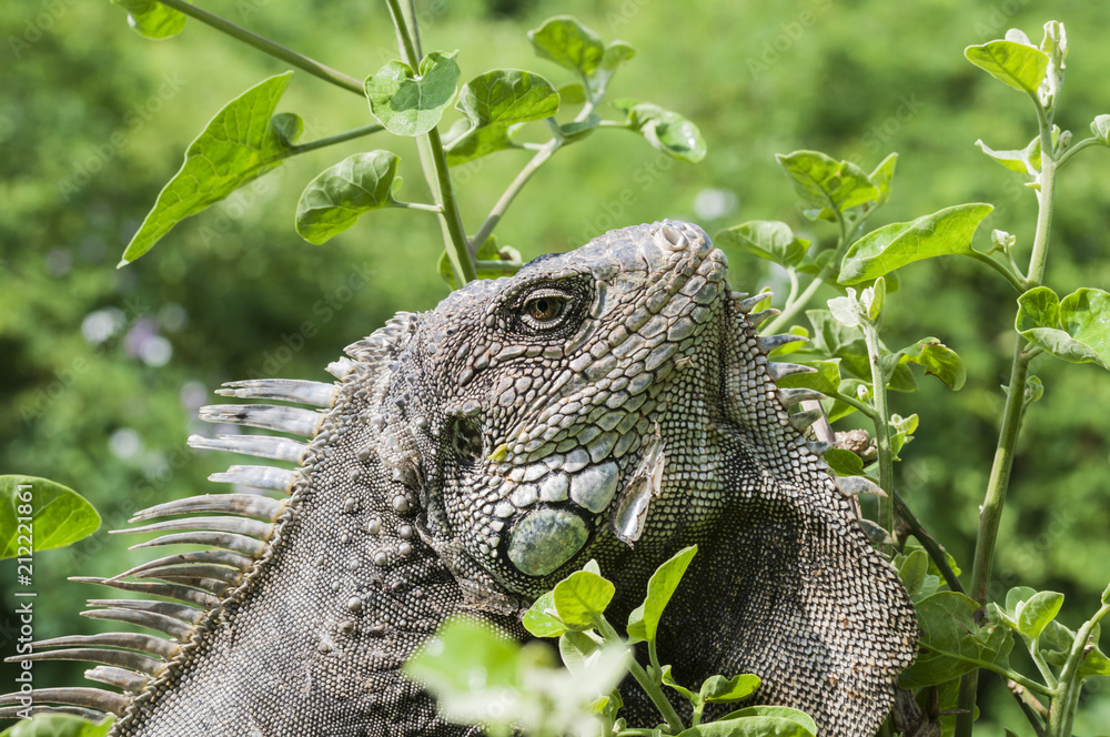 Iguana, Iguanidae / Iguana in green leaves roof, South America, Ecuador. Iguana, Iguanidae / Iguana in green leaves roof, South America, Ecuador.