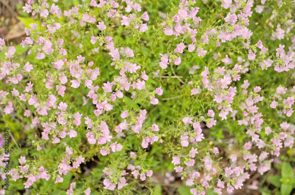Pretty blooming tiny light pink flowers are Nemesia denticulata Confetti ,has a scented little snapdragon-shape flowers often bi-coloured use as an ornamental flowering plant in containers and border.
