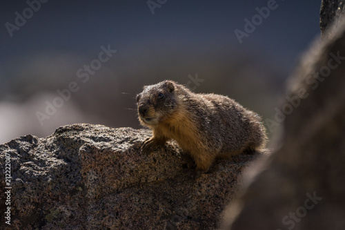 A Squirrel sitting on a rock near Lake Tahoe, Nevada