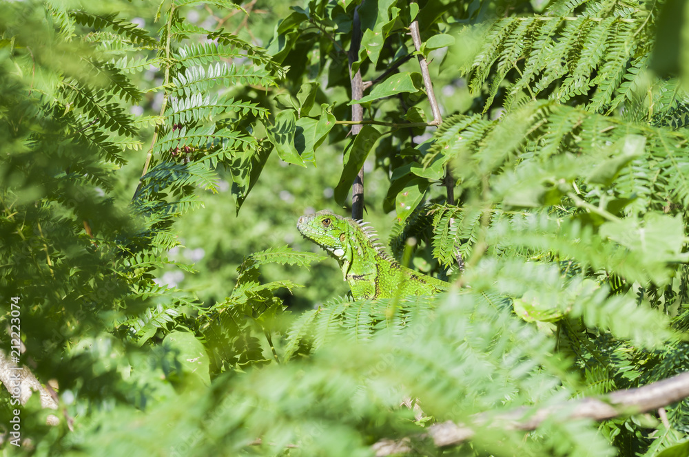 Iguana, Iguanidae / Iguana in green leaves roof, South America, Ecuador.