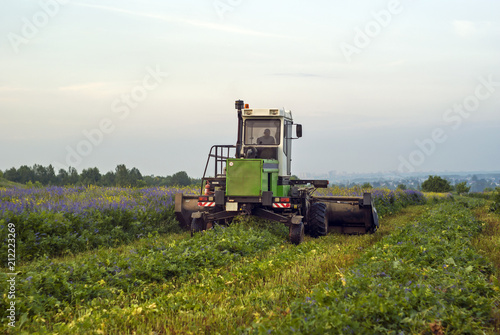 farmer at the harvesting combine mows the field of blooming lucerne on a summer evening..