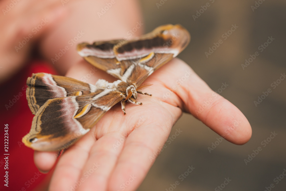 Obraz premium Giant Moth closeup on human hand.