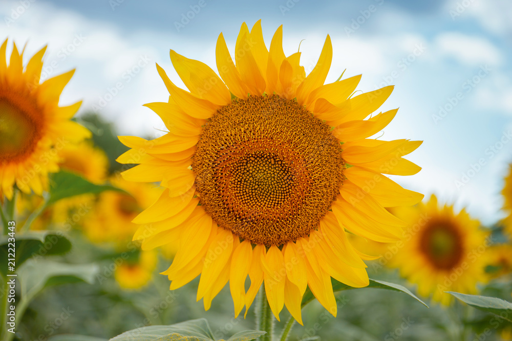 Young sunflower close-up on summer field on a background of blue clouds Young sunflower close-up on summer field on a background of blue clouds
