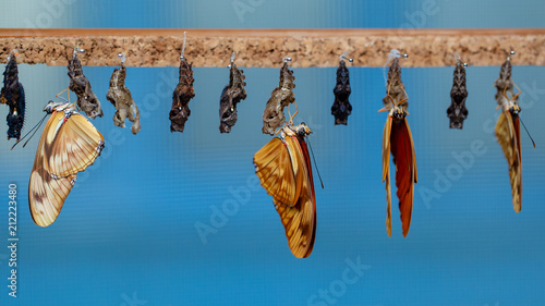 Photography Hanging butterflies and cocoons in butterfly conservatory