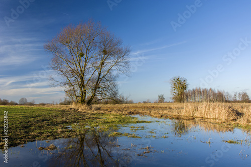 Leafless large tree and flooded meadow