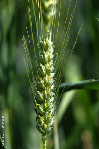 Getreide Ähren Spelzen Korn Landwirtschaft