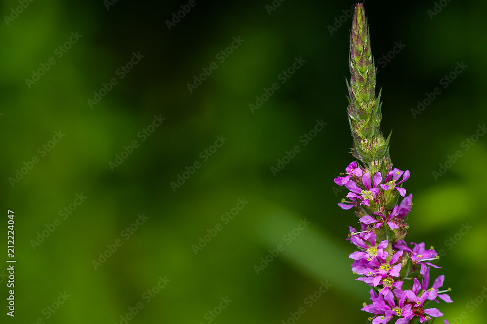 Obraz premium Lila Wildblumen 
