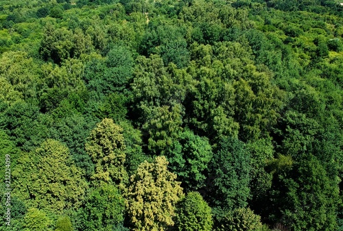 Aerial view on green deciduous forest during summer day