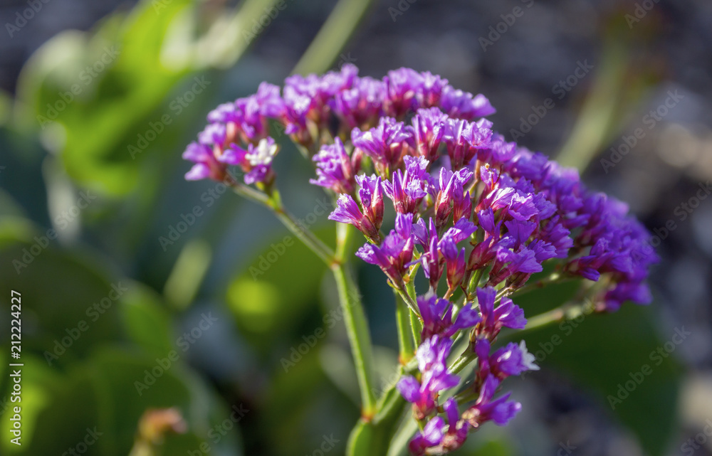 Unknown Flowers at the Stockade Botanical Park