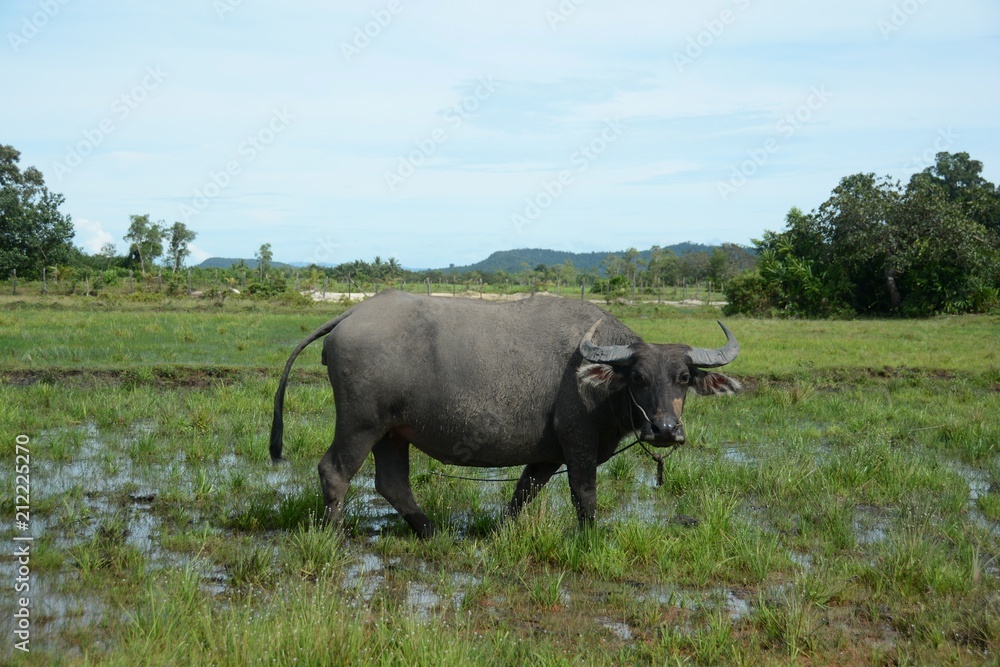 Obraz premium Buffalo 