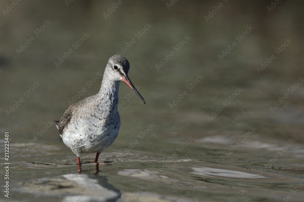 Spotted Redshank (Tringa erythropus), Crete Spotted Redshank (Tringa erythropus), Crete