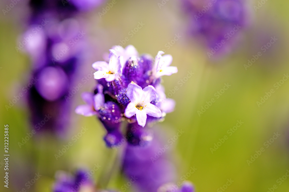 Fototapeta premium Lavender with blurred background
