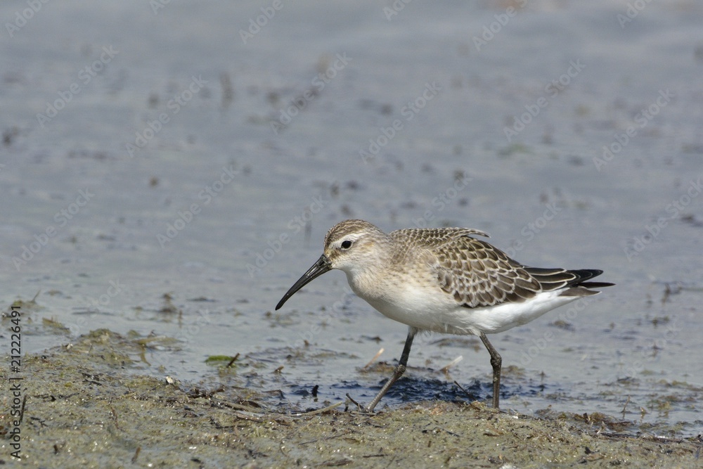 Curlew Sandpiper (Calidris ferruginea), Greece Curlew Sandpiper (Calidris ferruginea), Greece