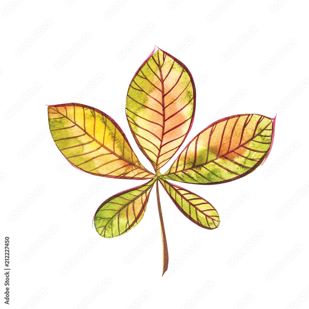 Hand drawn watercolor painting of chestnut leaves isolated on white background. Autumn leaf. Watercolor illustration.