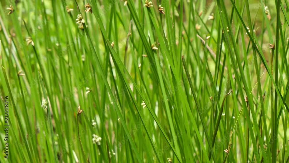Nature green leaf Schoenoplectus mucronatus, Scripus triangulatus Roxb. Nature green leaf Schoenoplectus mucronatus, Scripus triangulatus Roxb.