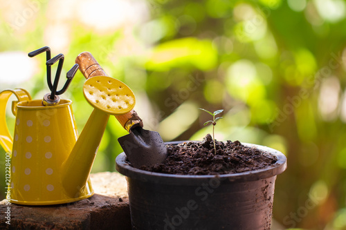 Baby cannabis plant. Vegetative stage of marijuana growing. Garden tools