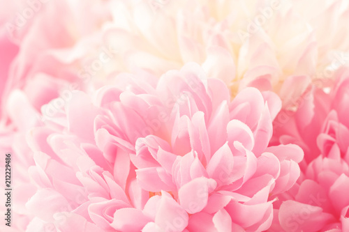 Chrysanthemum flowers in soft pastel color and blur style for background