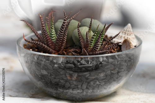 Fotografie Cactus growing in a glass bowl
