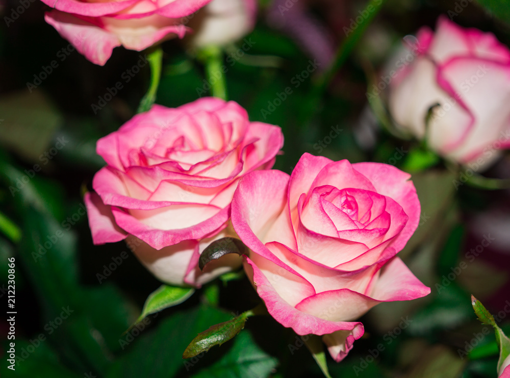 Colorful, beautiful, delicate flower rose in the garden Colorful, beautiful, delicate flower rose in the garden