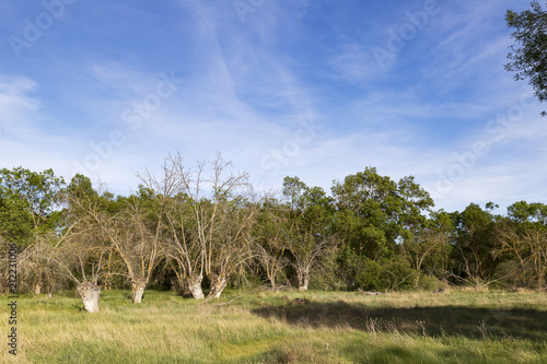 Three dry trees in the middle of a green meadow and surrounded by vegetation 
