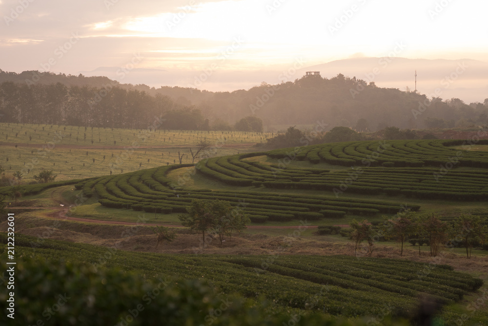 landscape of green tea farm in the morning in Thailand