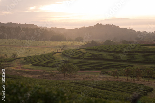 landscape of green tea farm in the morning in Thailand