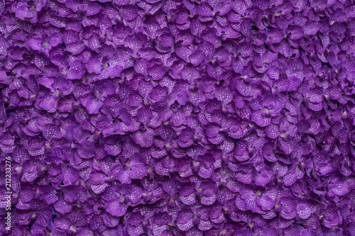 background texture of top view pattern of violet flowers blossom