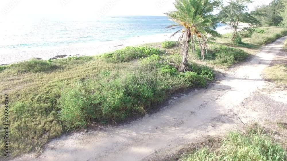 Aerial beach forward pan with a palm tree, beaches, sandy trails and the ocean.