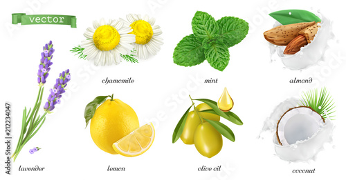 Medicinal plants and flavors, chamomile, mint, lavender, lemon, almonds, coconut, olive oil. 3d realistic vector icon set