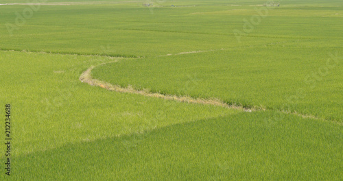 Green rice field