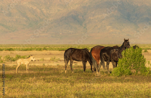 Wild Horses in Summer in Utah © natureguy