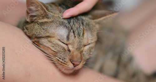 Pet owner touch on her cat