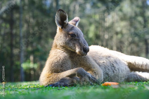 close up half body big kangaroo lies down, have a rest  on green grass in park © Natsicha