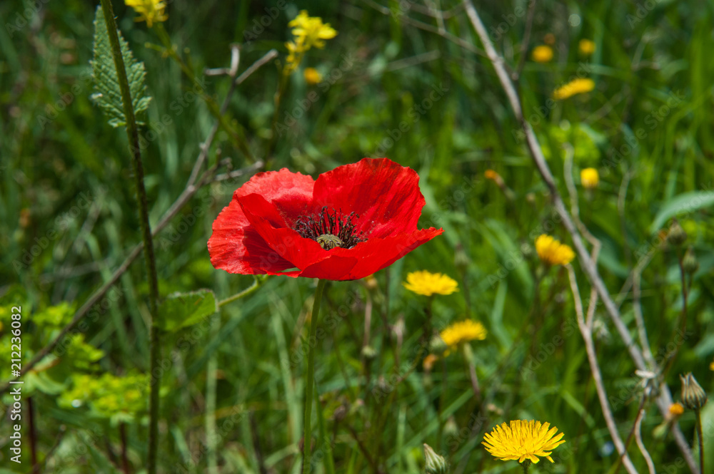 Fototapeta premium Tuscan spring flower