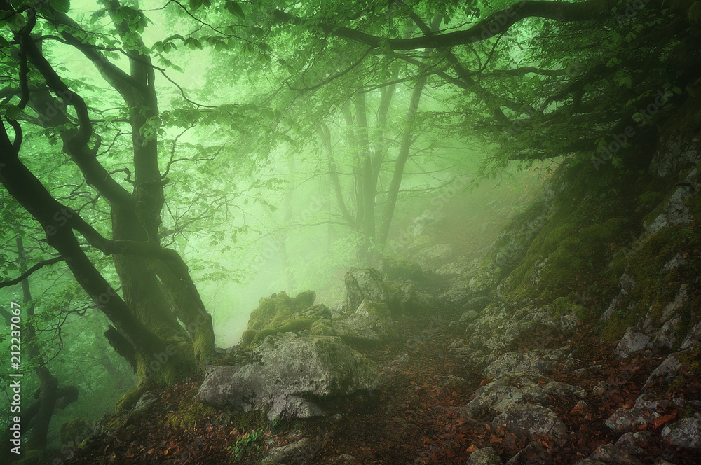 Fototapeta premium Ścieżka w tajemniczym lesie