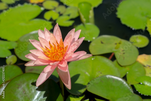 Lotus flower bloom in the water.